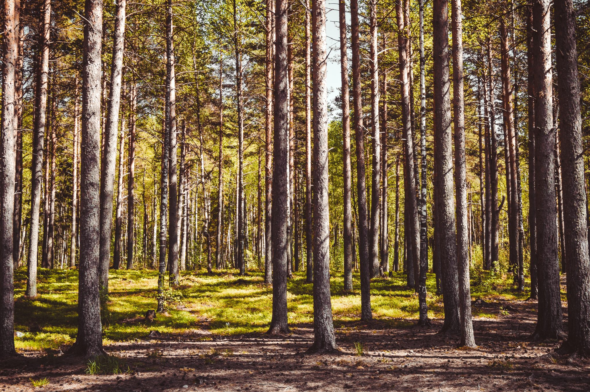 tree mulching near me