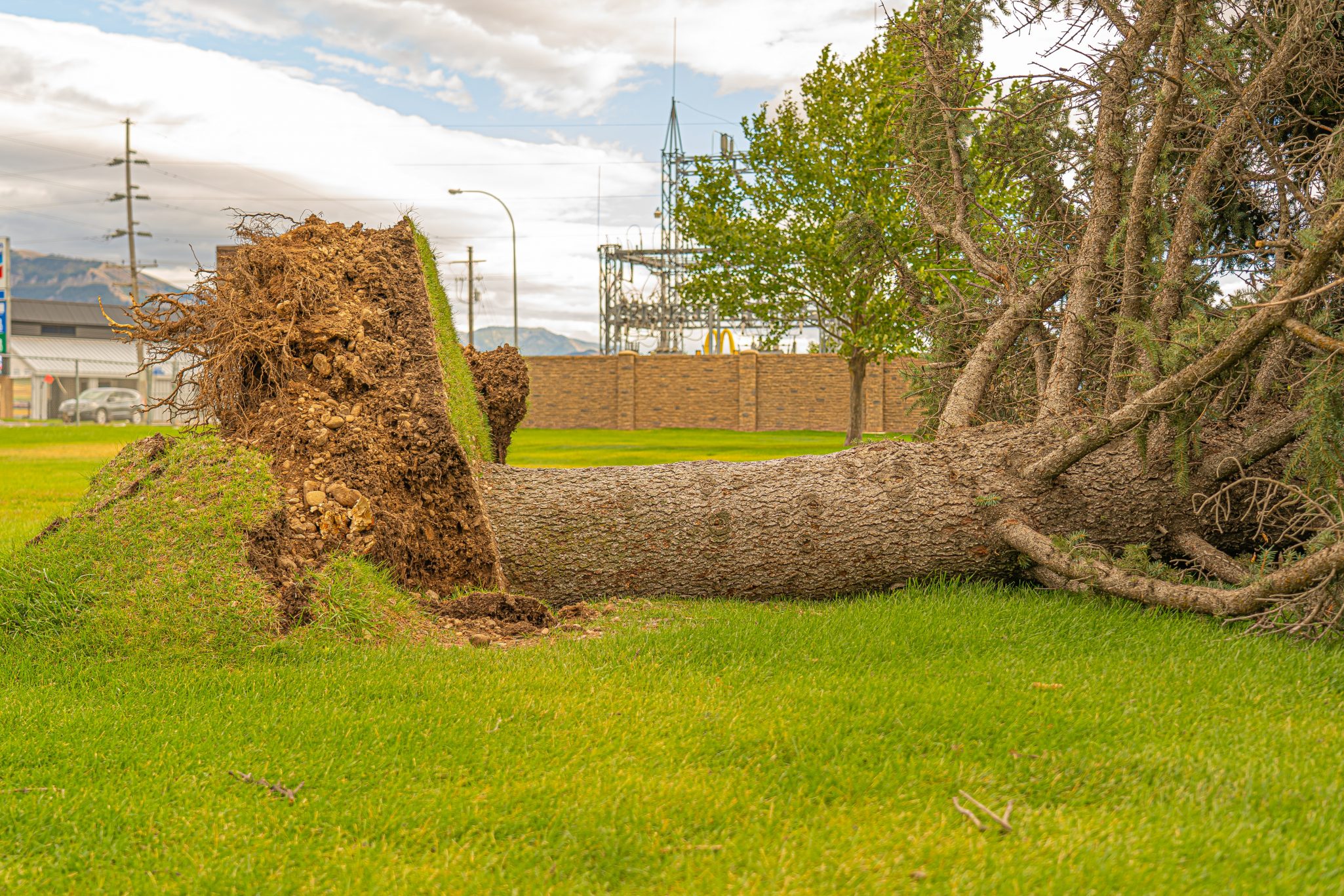 emergency tree work