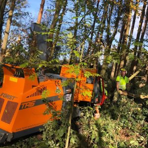 Forestry Mulching for Trees