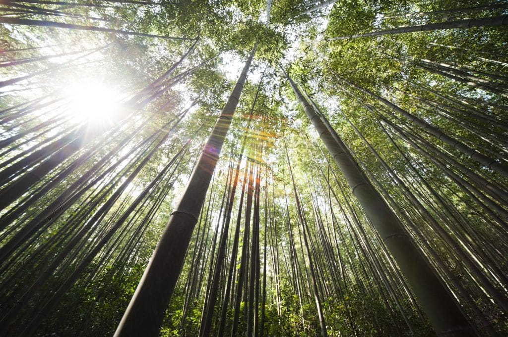 Growing Trees for World Environment Day