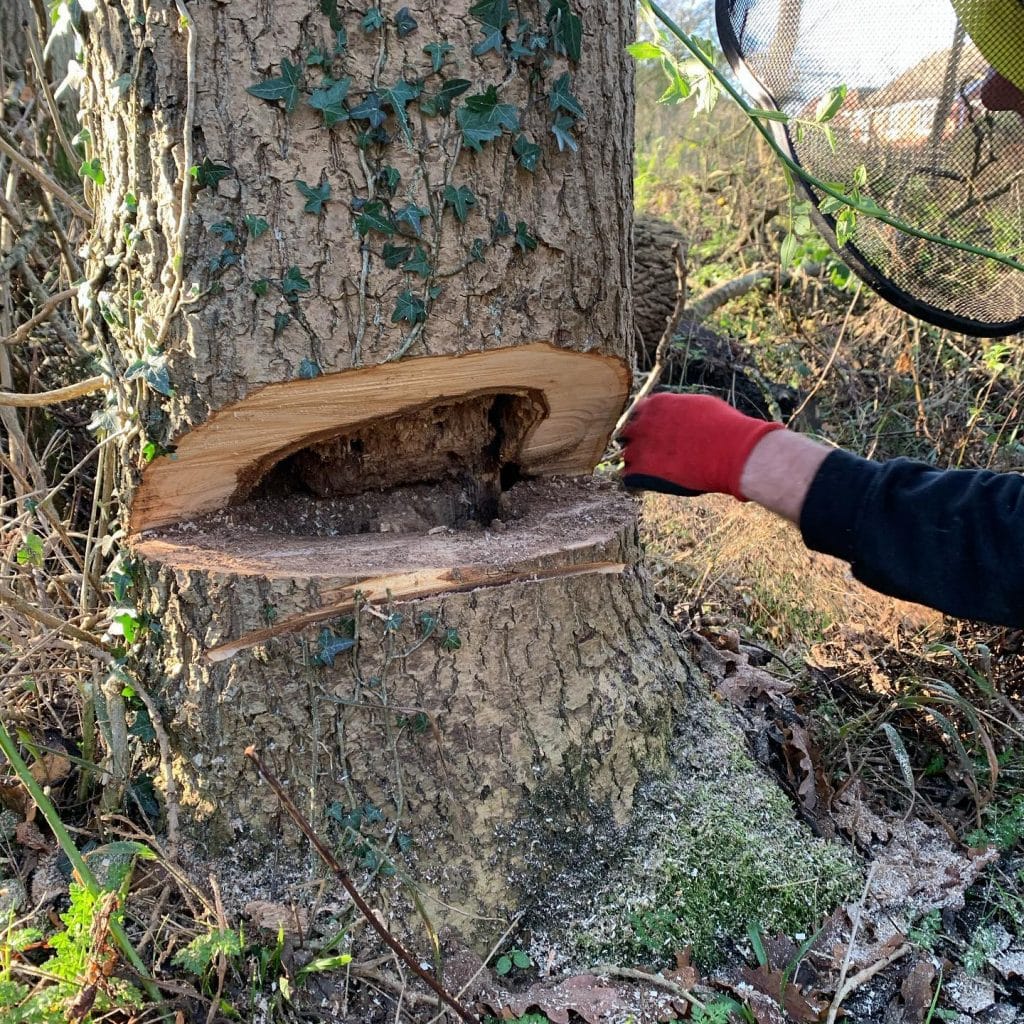 Redditch Tree Removal