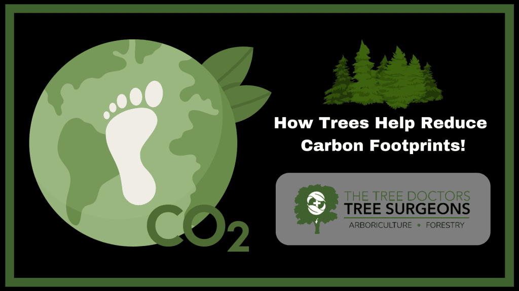 De trees help carbon footprint?
