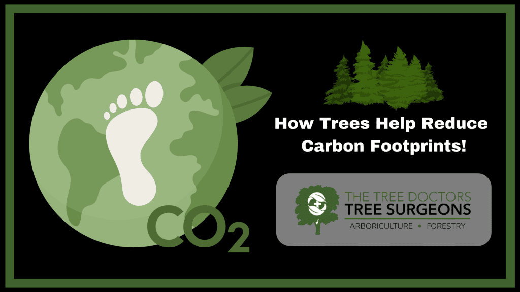 De trees help carbon footprint? De trees help carbon footprint?