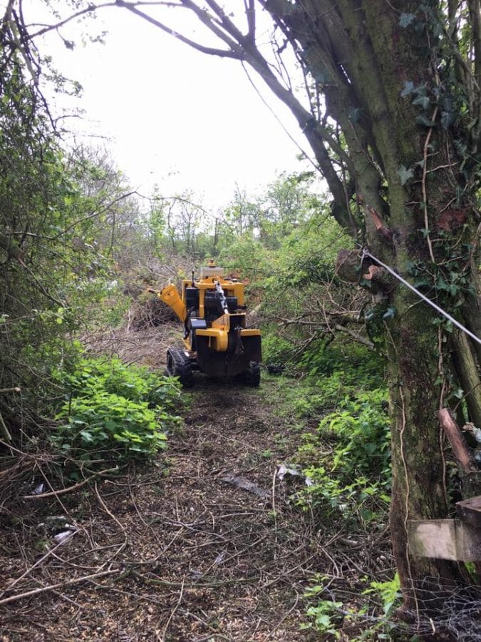 Cutting back your woodland by the tree doctors