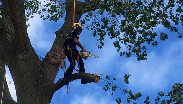 Deadwooding and pruning service