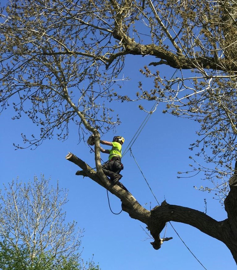 Deadwooding by the tree doctors in birmingham