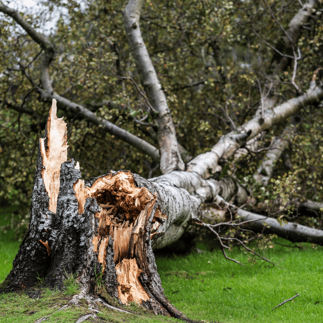 Emergency Tree Fallen down after strom