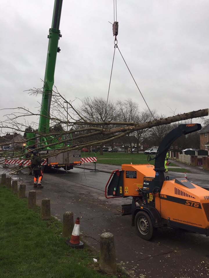 Emergency tree removal from the tree doctors