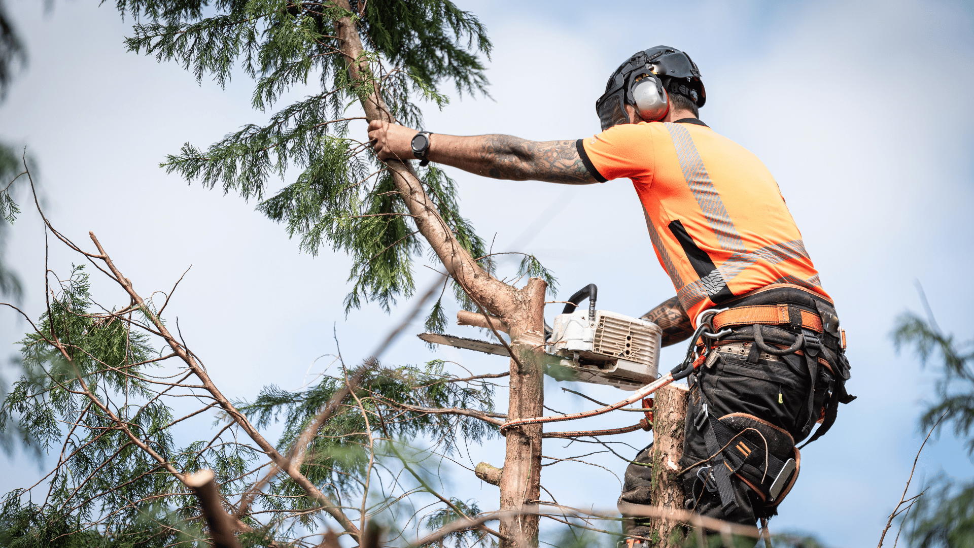 Tree surgeons near me