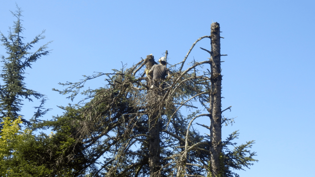 Tree being taken down by the tree doctors