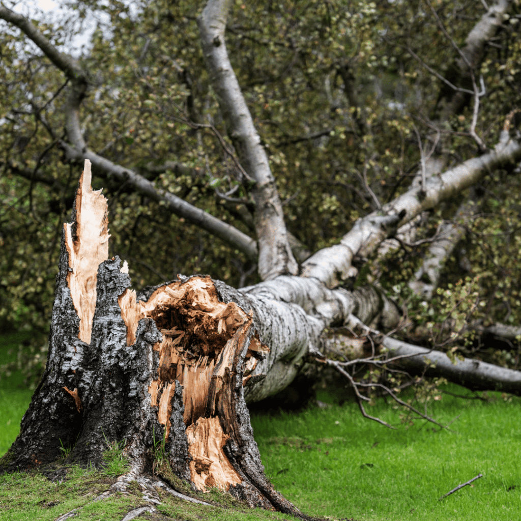 Tree needing emergency removal