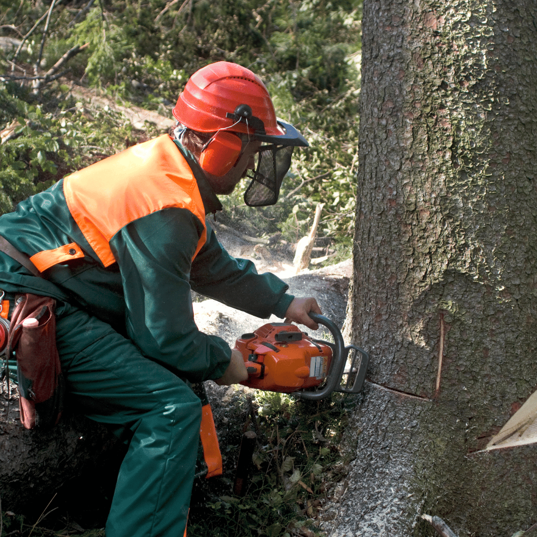 Tree surgery in the West Midlands with The Tree Doctors