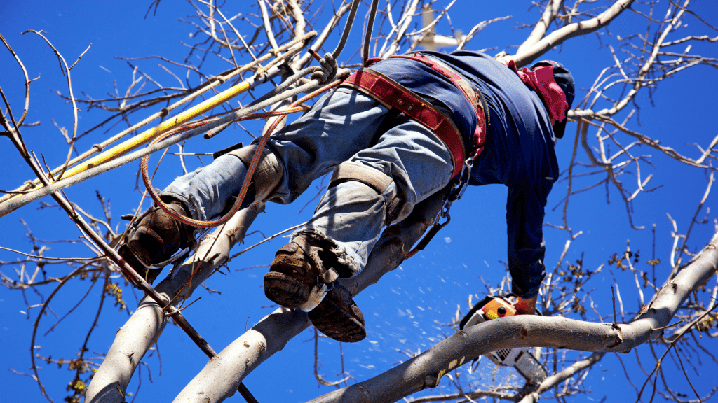 Local tree company The tree Doctors