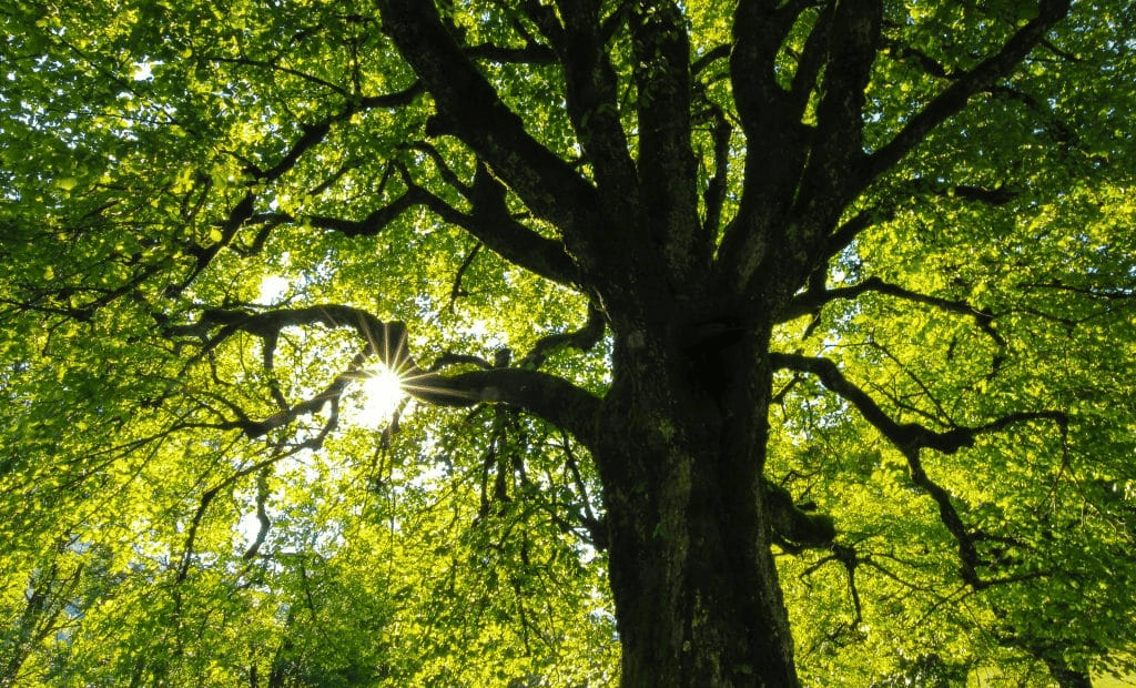 Looking after tree health with The Tree Doctors