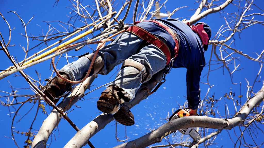 tree surgeons in staffordshire