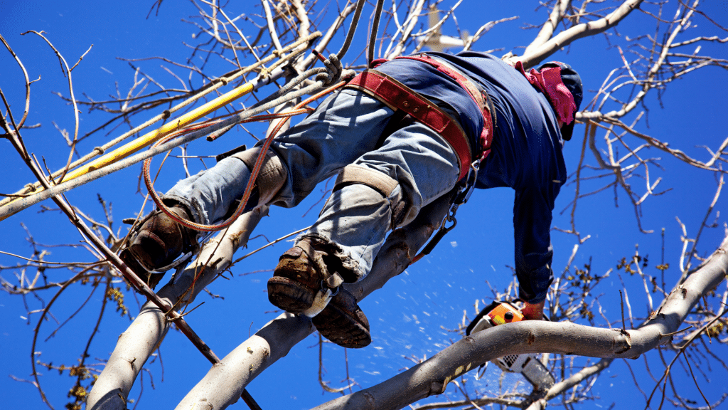 Tree Doctor Tree Surgeon up a tree in Birmingham Commercial Job