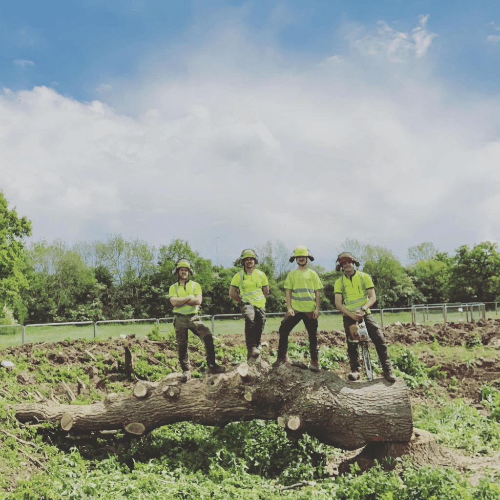 Tree Doctors tree removal in Cannock