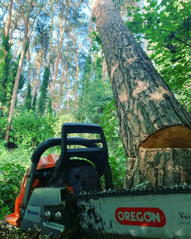 Tree Surgeons Bournville with The Tree Doctors