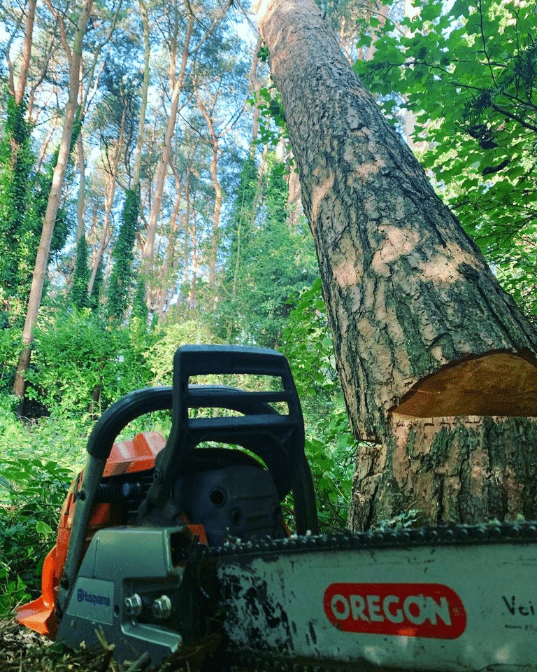 Tree Surgeons covering The West Midlands