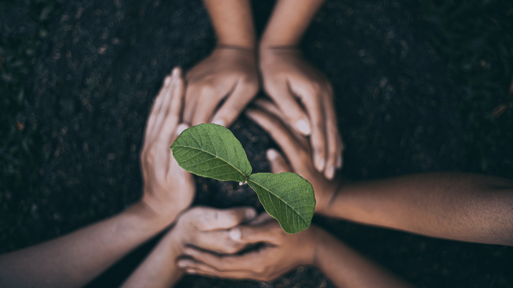 the tree doctors planning your replanting