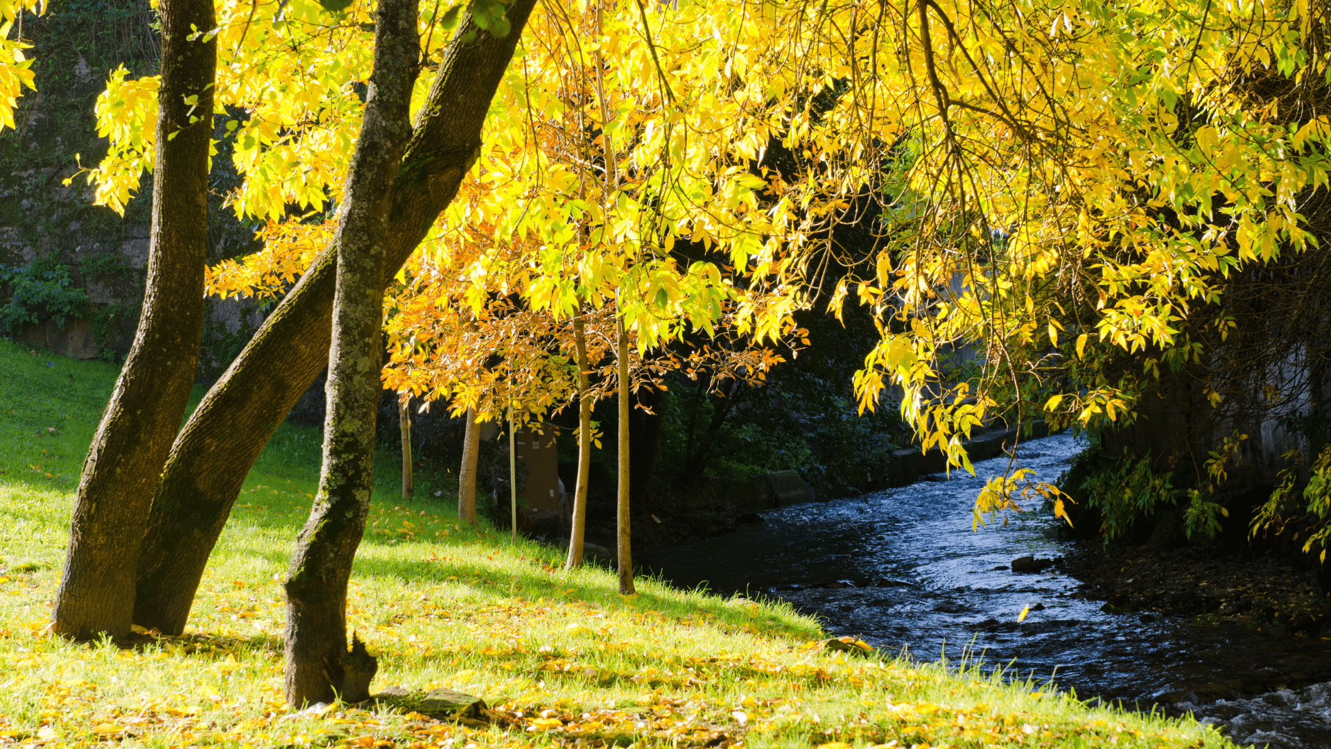 replanting ash trees after felling