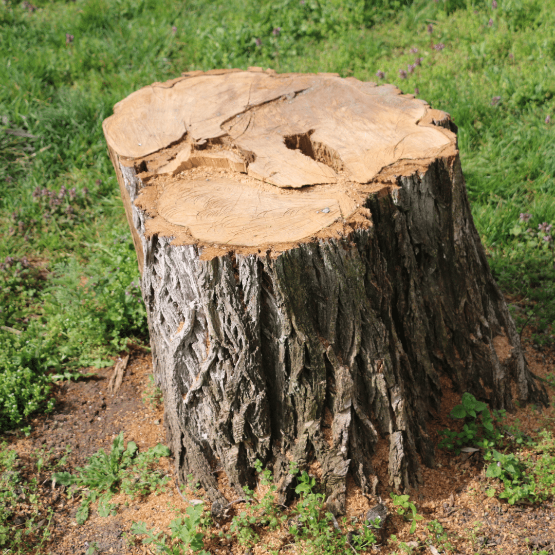 the benefits of stump grinding