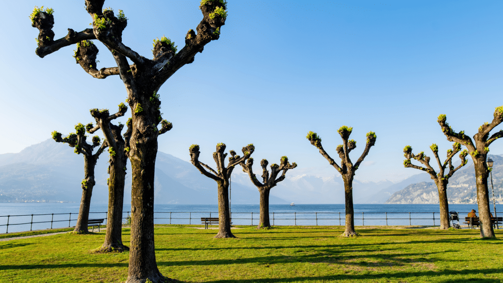 tree pollarding