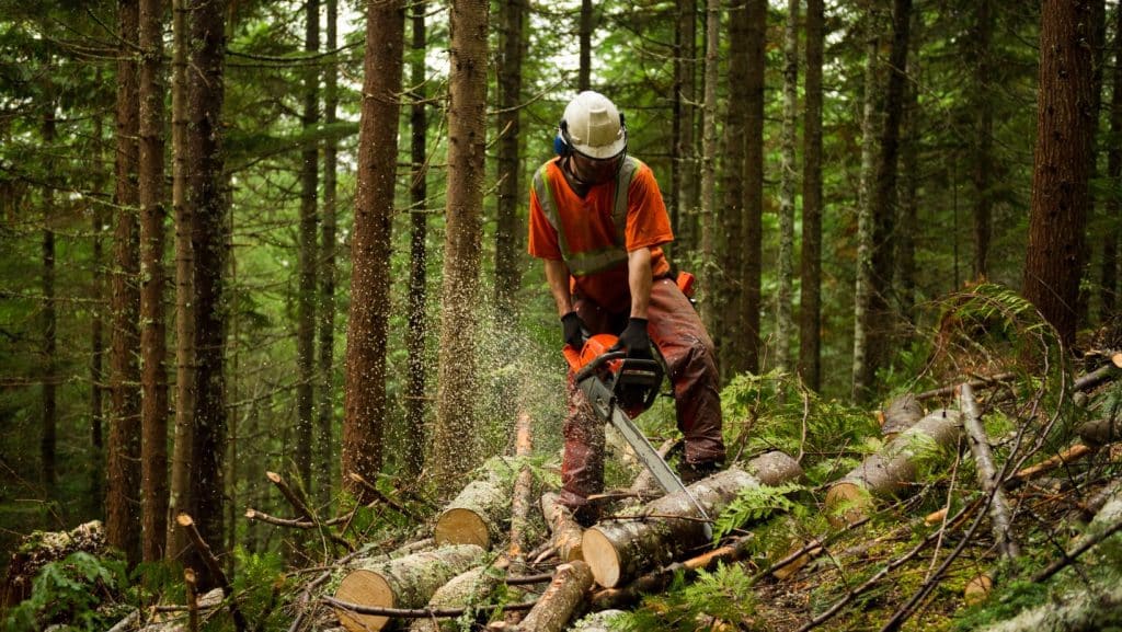 forest thinning tree surgeon
