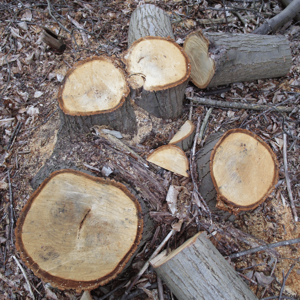 Why is Managing Woodland Important? The Tree Doctors