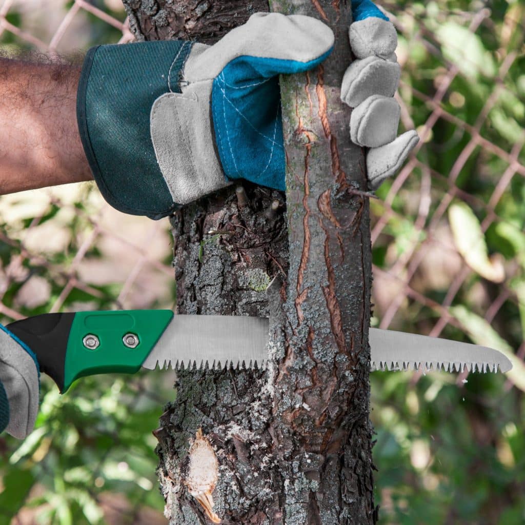 tree pruning pruning trees with saw