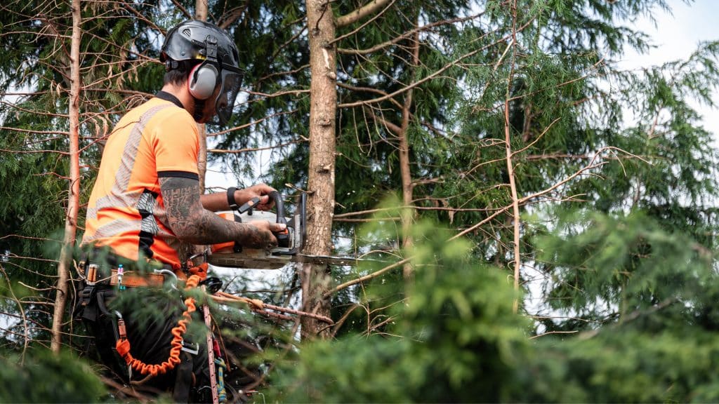 The Tree Doctor - Wallpaper tree surgeons cutting branch