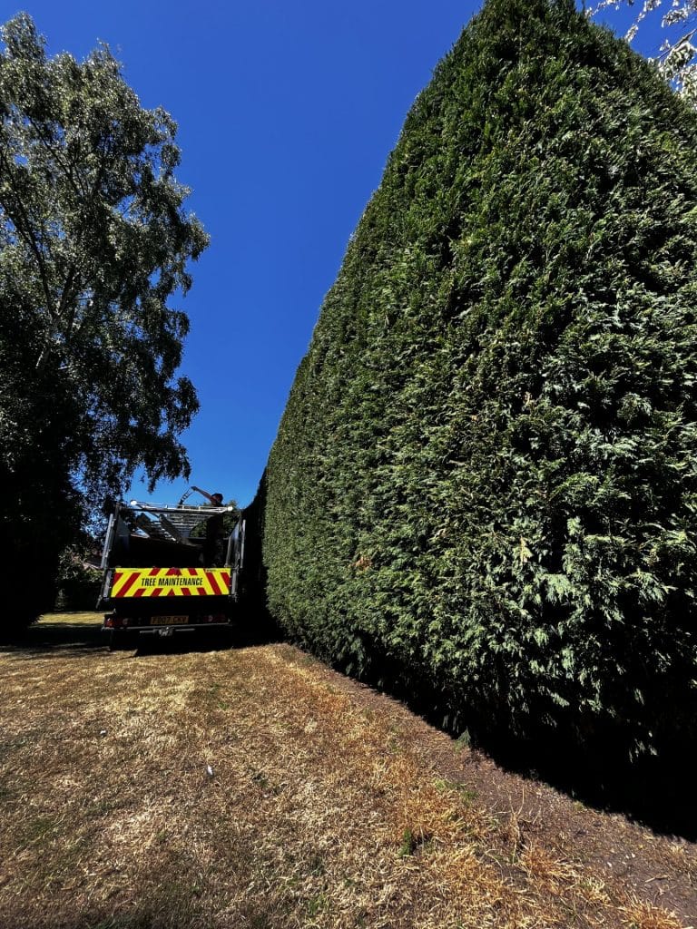 professional hedge trimming and hedge shaping