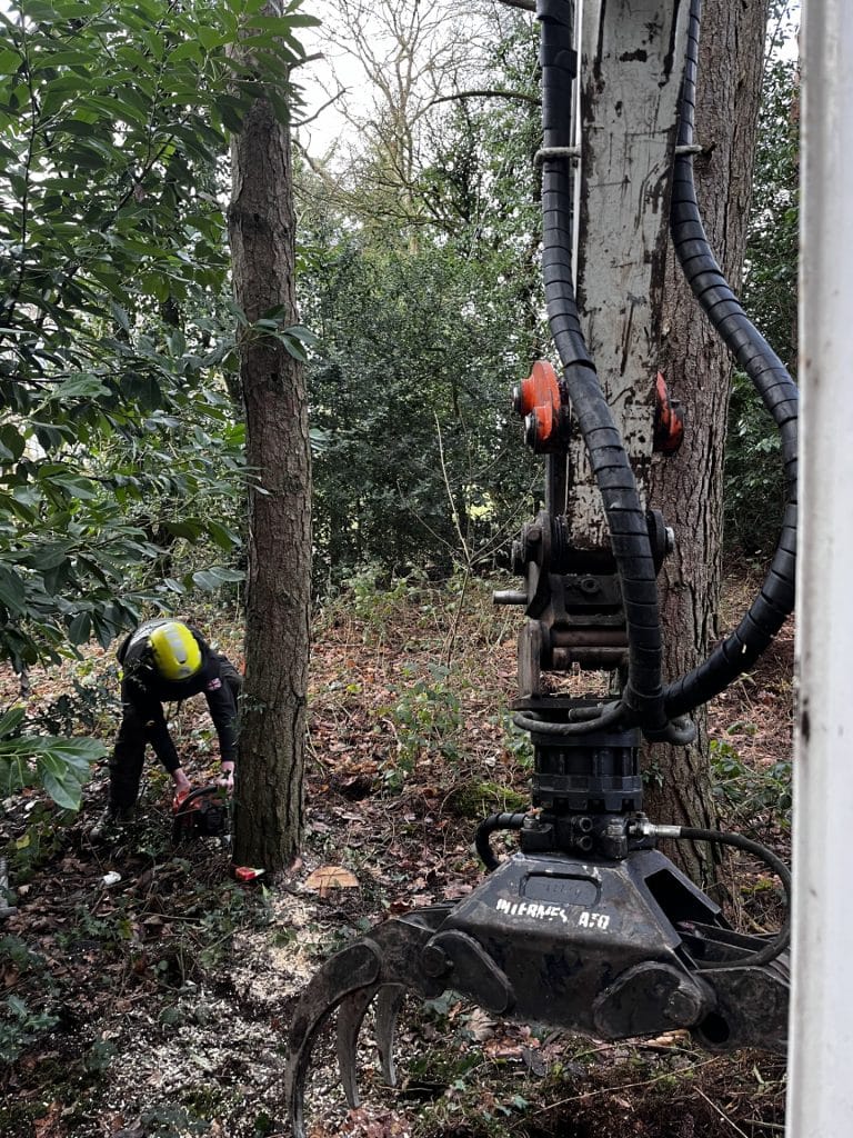 woodland management and felling trees with commercial equipment