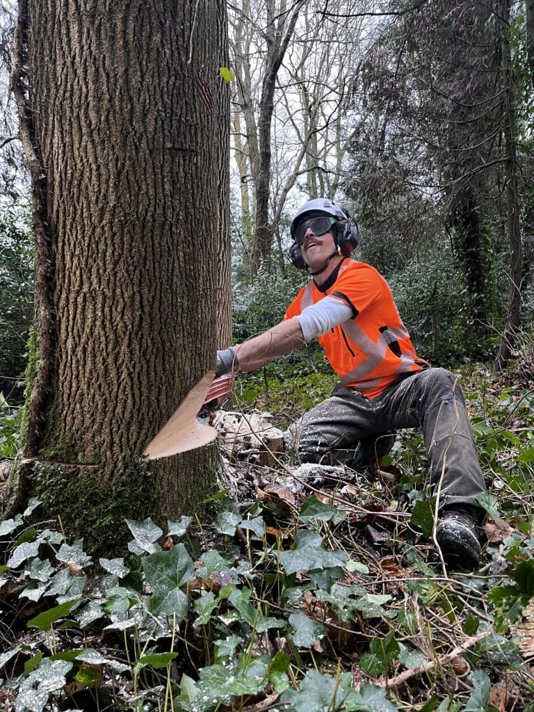 Woodland management by surgeon performing tree felling