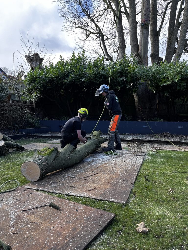 tree branch after cut, being transported