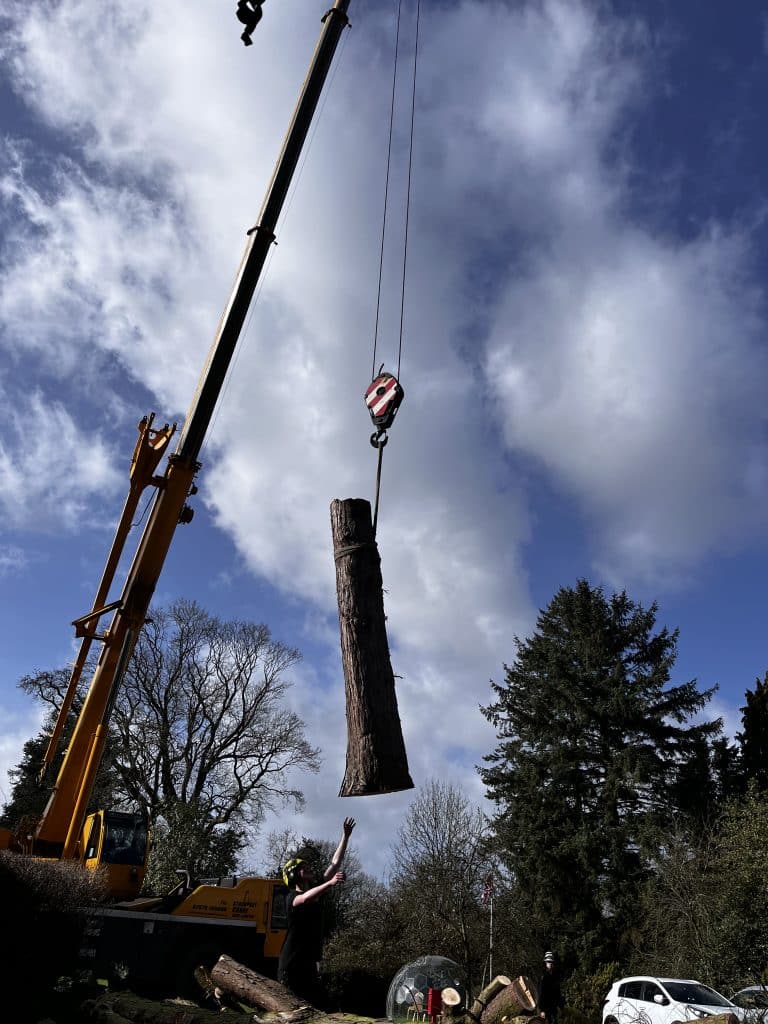 crane transporting felled log