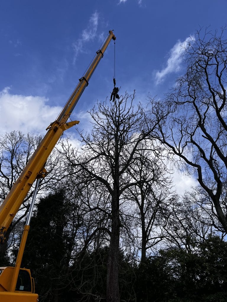 tree surgeon trimming top of tree with crane machinery