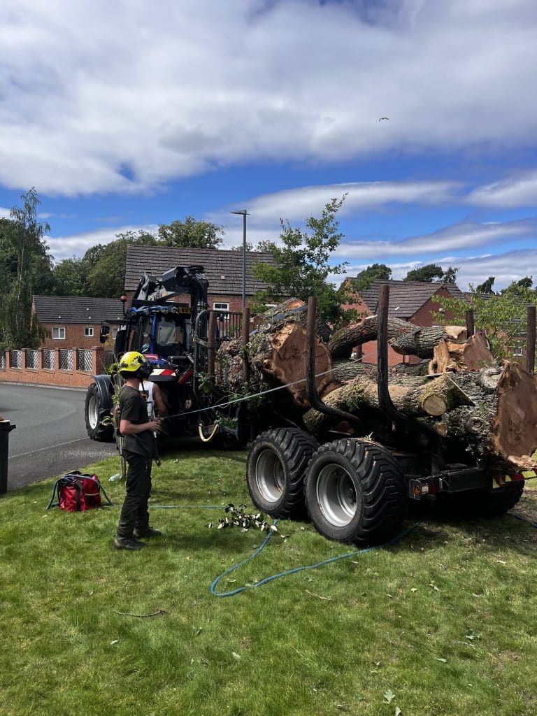 tree surgeon strapping tree trunks to trailer