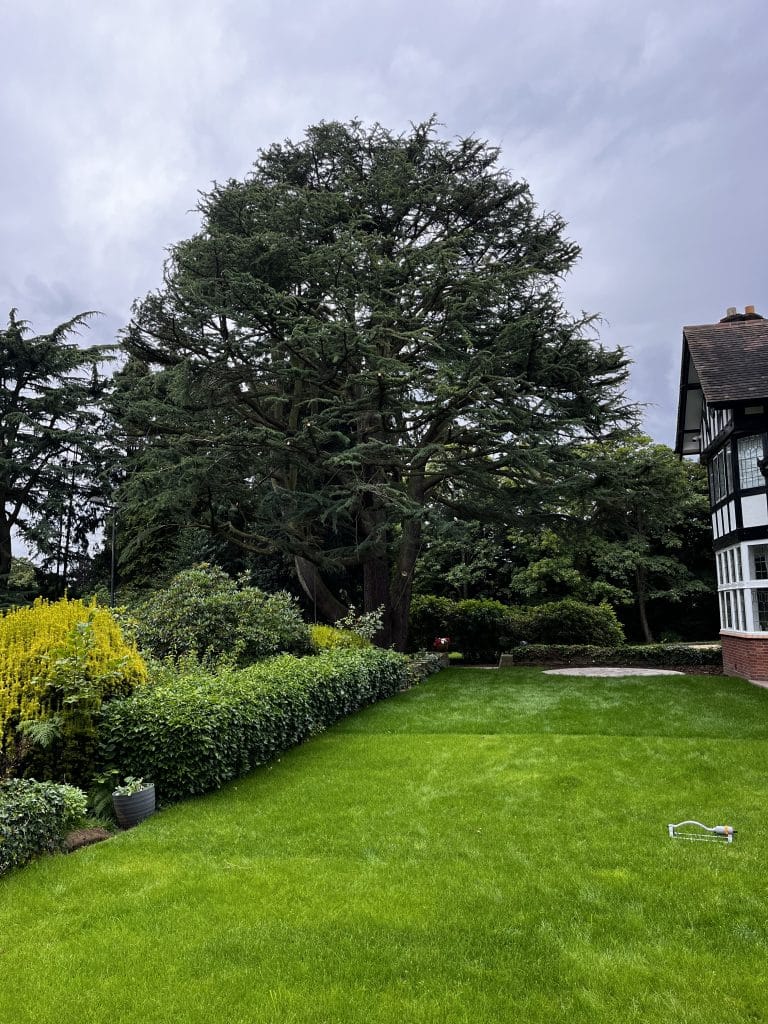 garden maintenance hedges and trees