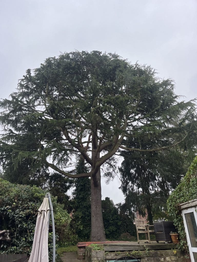 back garden tree overgrown