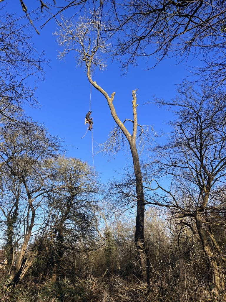 tree surgeon climbing equipment on tall tree
