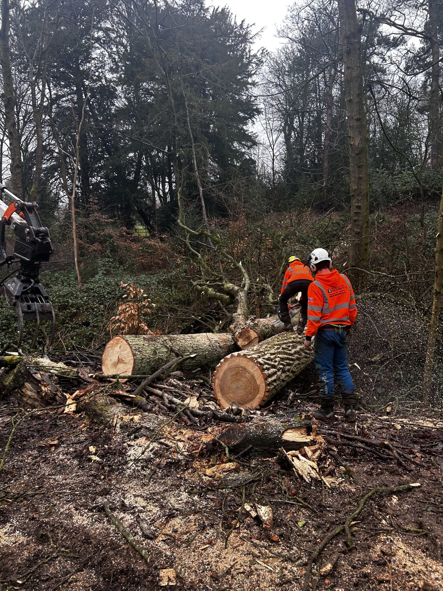 tree felling in woodland and clearance