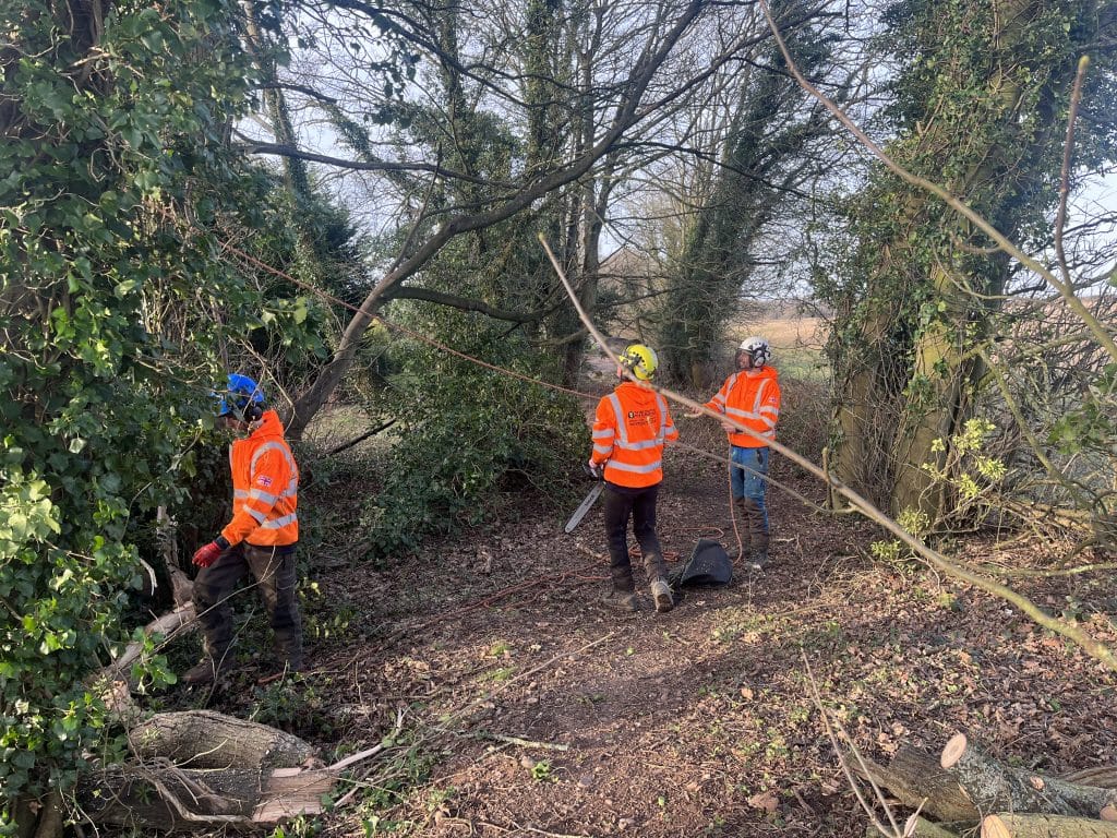 woodland maintenance by three tree surgeons