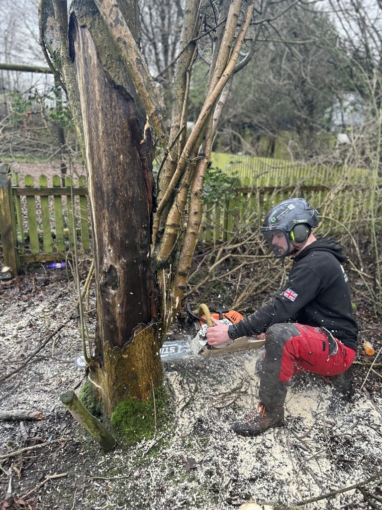 tree surgeon cutting down domestic tree