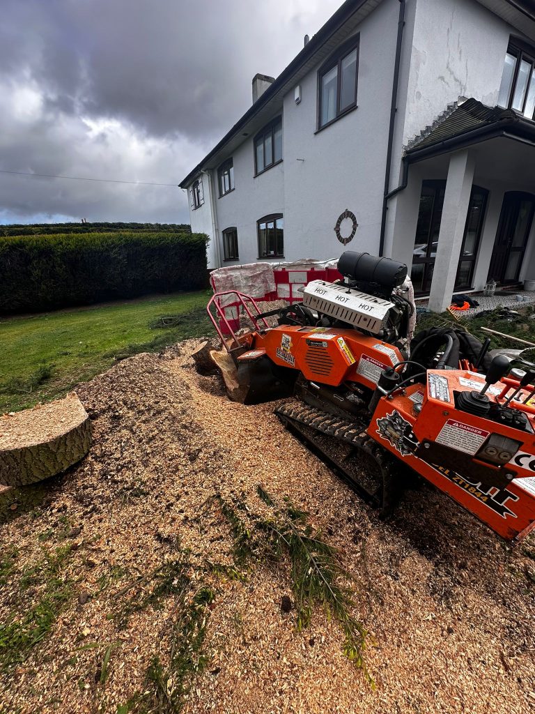 tree stump grinding in back garden