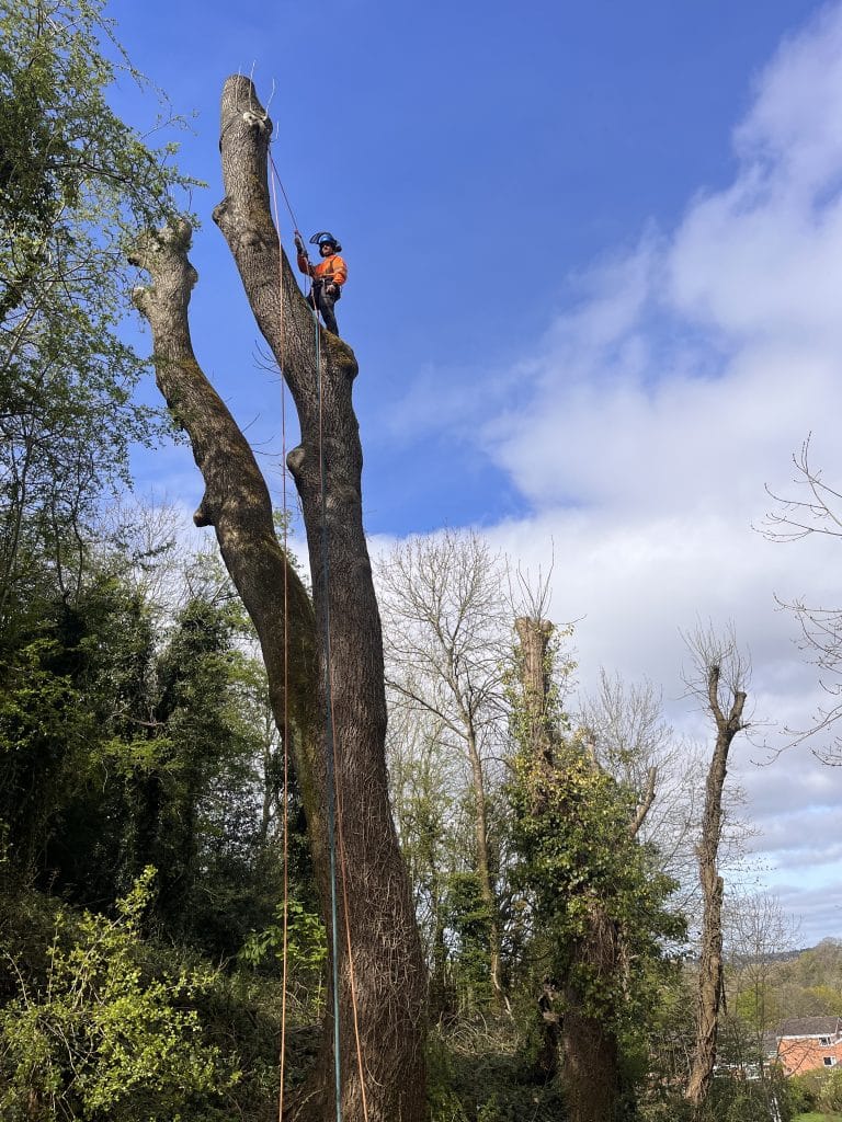 crown reduction before tree removal
