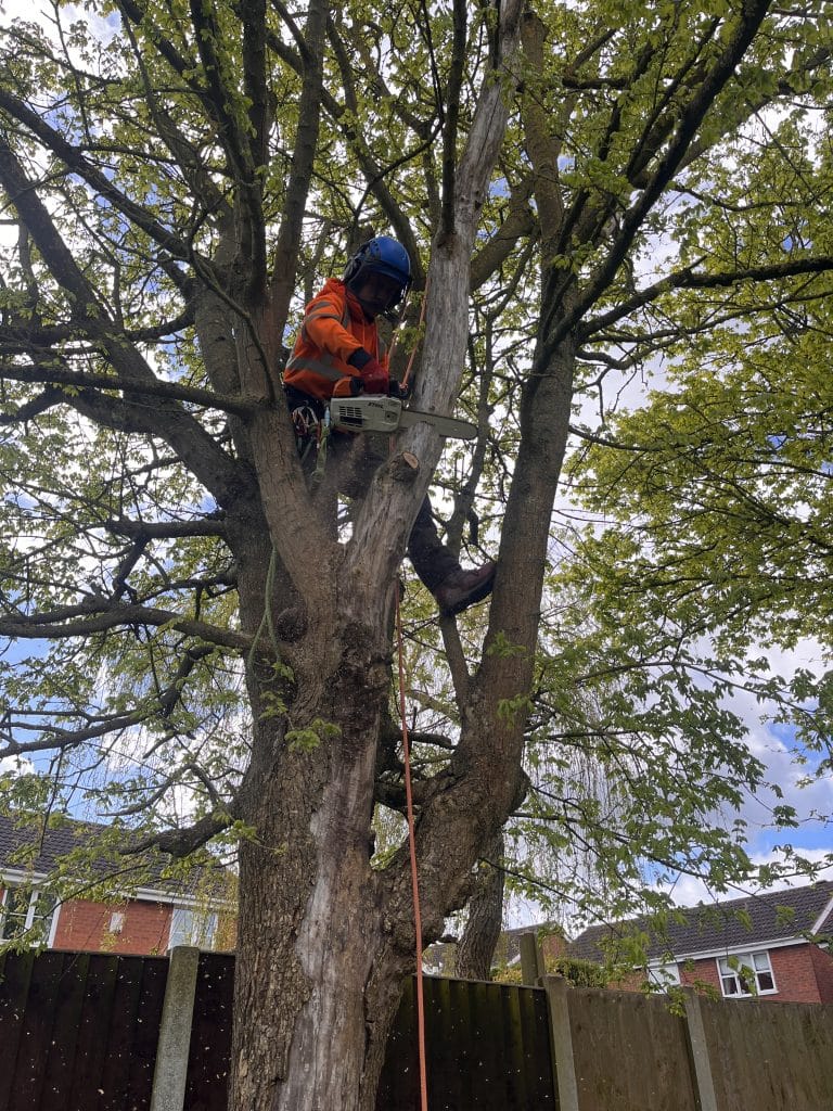 tree thinning and reduction of branches