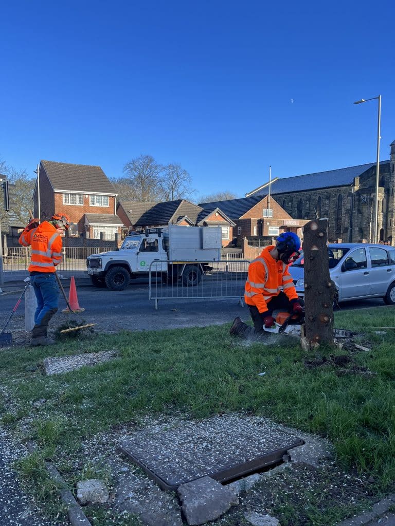 tree stump being removed