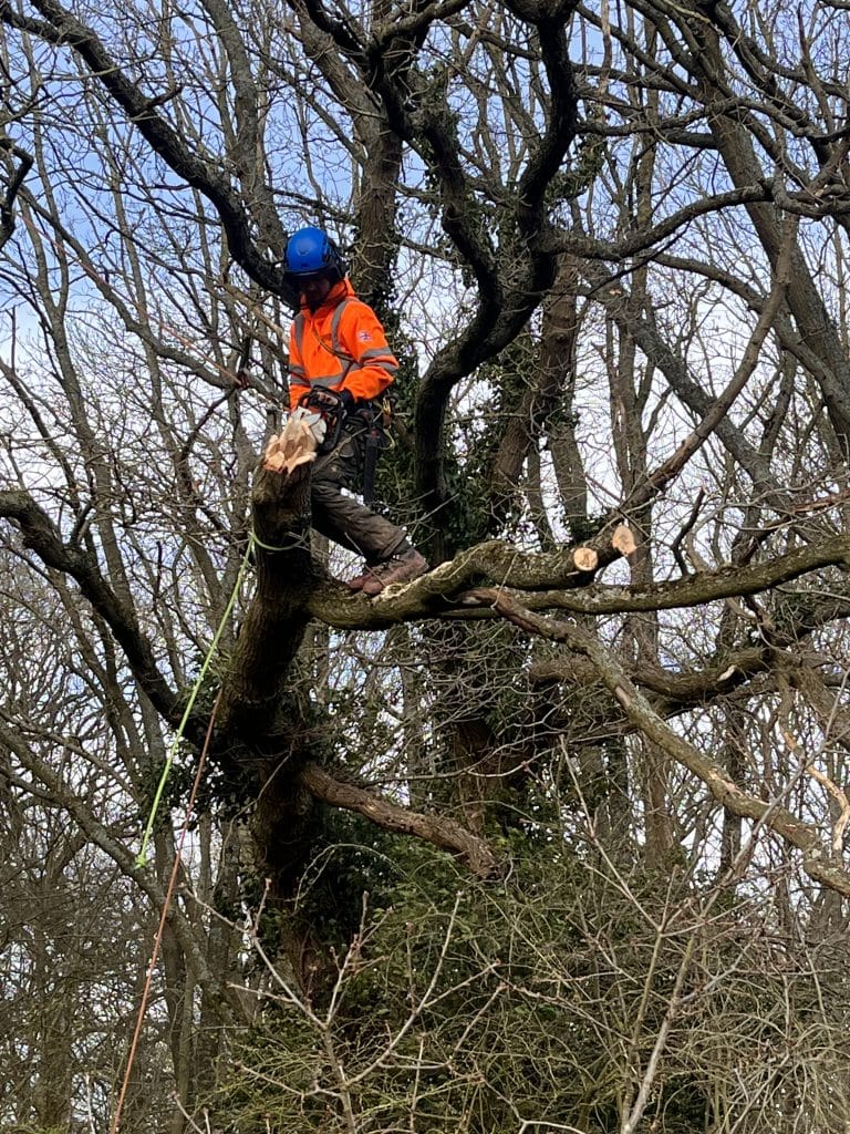 tree surgeon felling a tree in west midlands