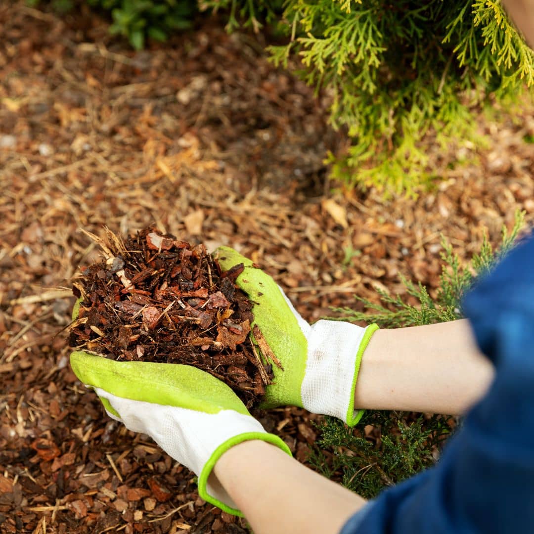 tree mulch services tree mulcher services